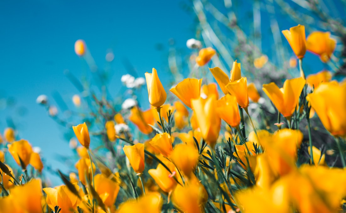 Become Your Own Perfumer