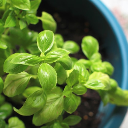 Basil