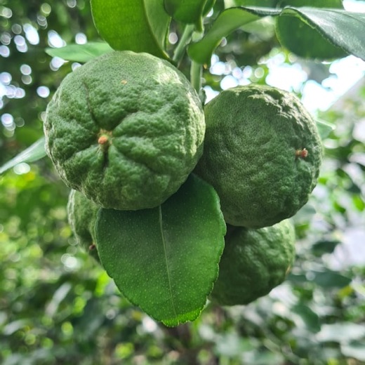Bergamot