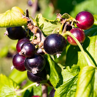 Blackcurrant