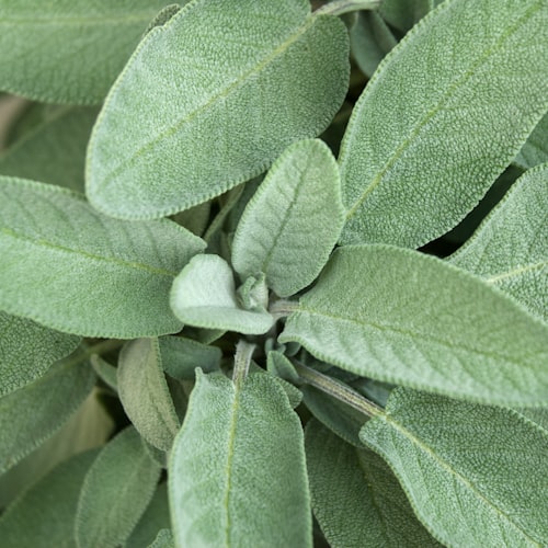 Clary Sage