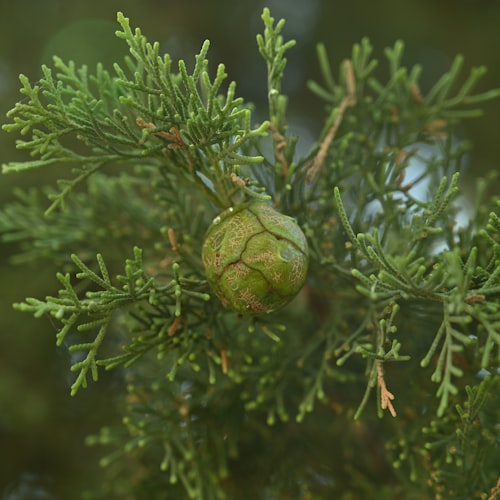 Cypress