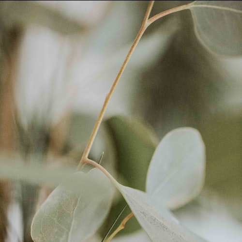 Eucalyptus