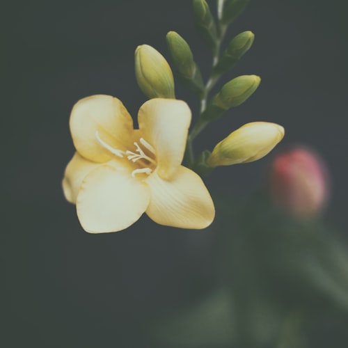Freesia