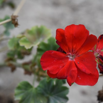 Geranium