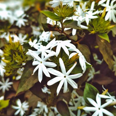 Jasmine flowers