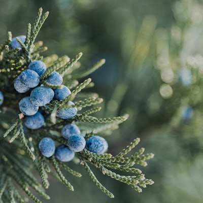 Juniper