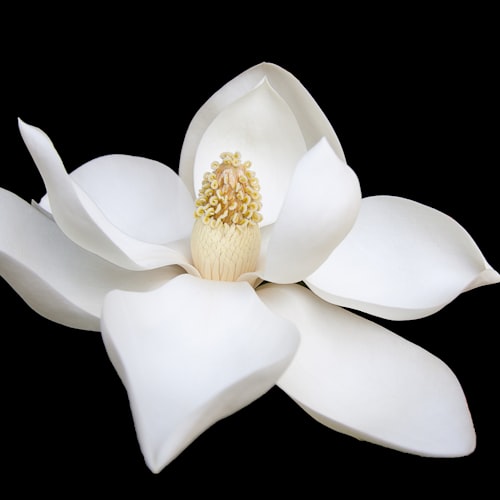 Magnolia