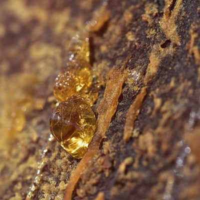 Myrrh