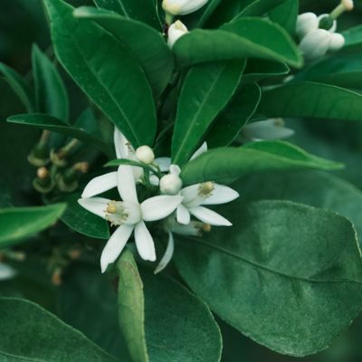 Neroli orange blossom