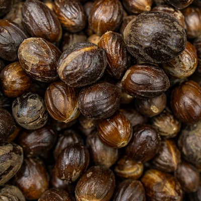 Nutmeg
