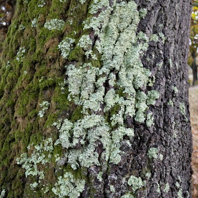 Oakmoss