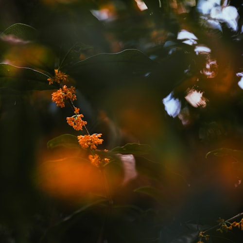 Osmanthus