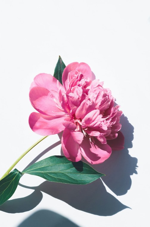 Peony
