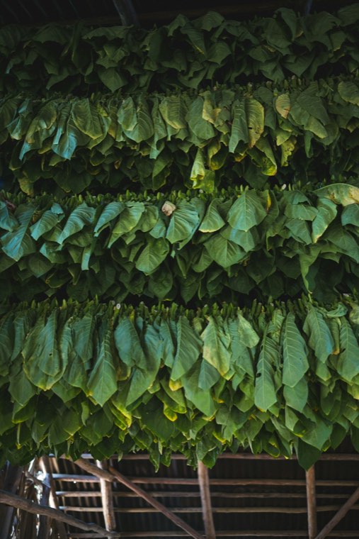 Tobacco