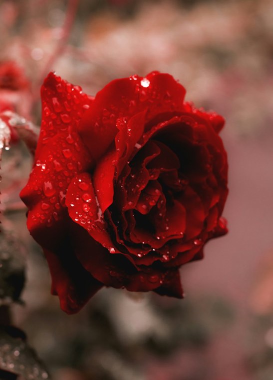 Red rose