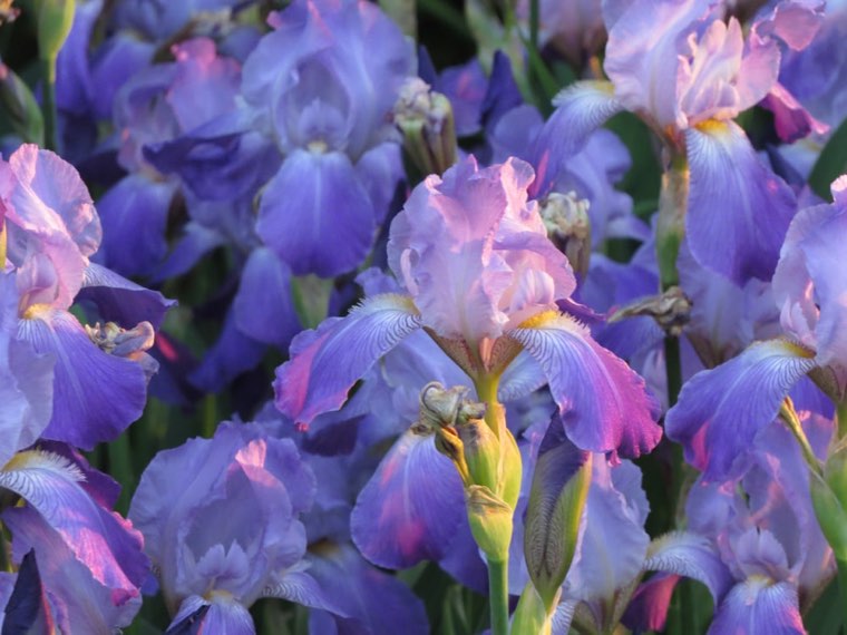 Iris flowers