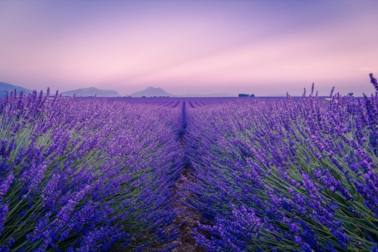 Lavender