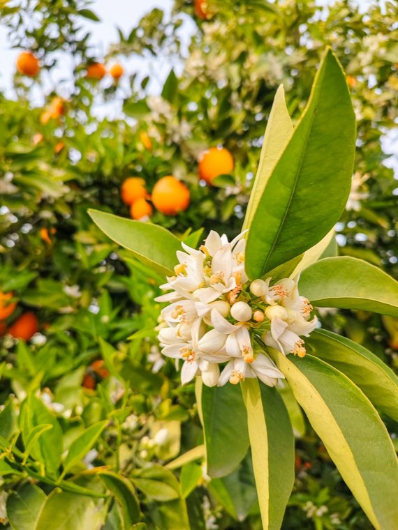 Orange Blossom