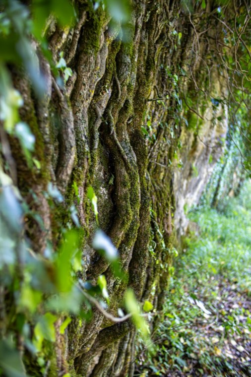 Vetiver roots