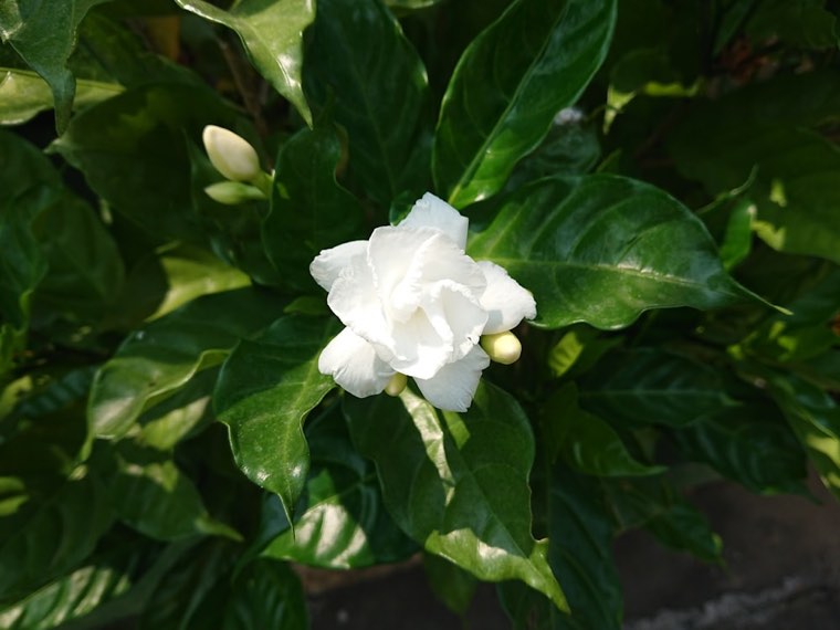 Gardenia