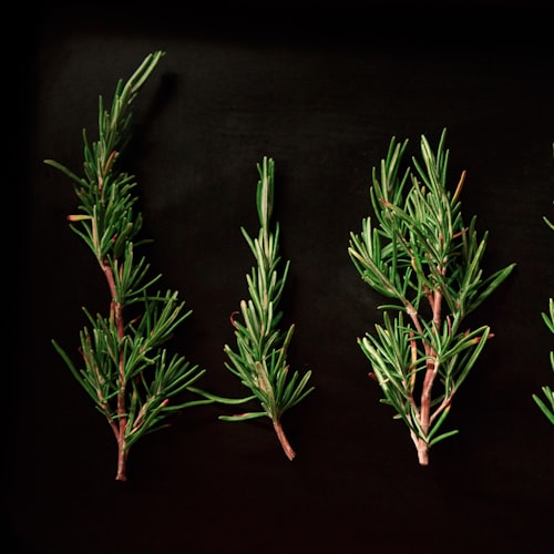 Rosemary