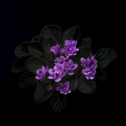 Violet
