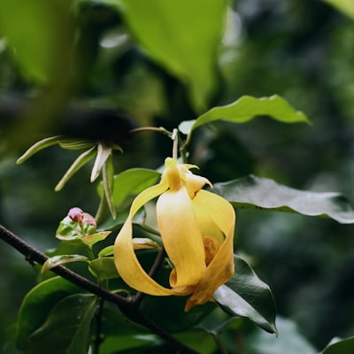 Ylang-ylang flower